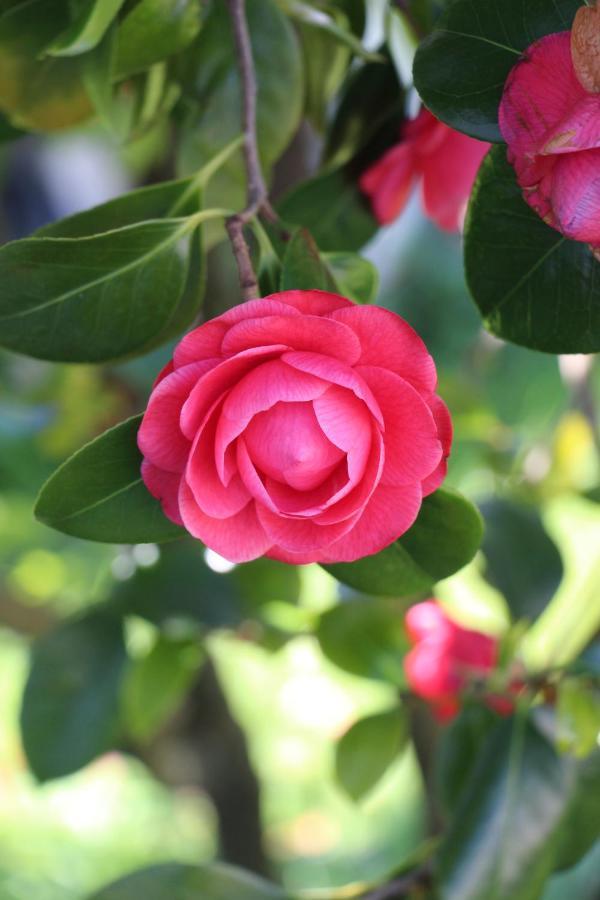 Camellia Guesthouse Anílio Pilíu Kültér fotó
